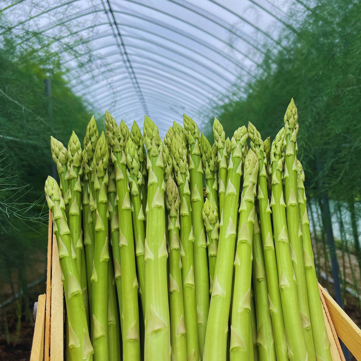 Farm&Firmかたもと