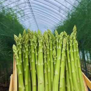 2025あまーい！北海道産、夏芽アスパラ(1kg )